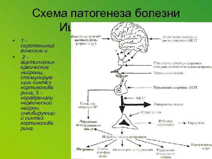 Схема патогенеза болезни Иценко-Кушинга. • • 1– серотонинер гические и 2– ацетилхолин ергические нейроны,