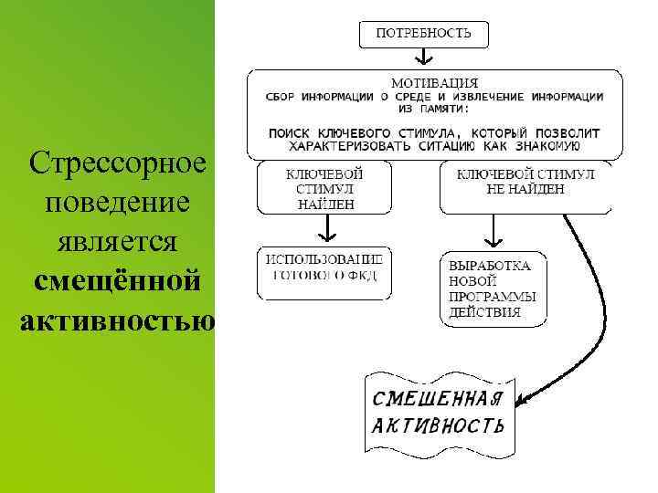 Стрессорное поведение является смещённой активностью 