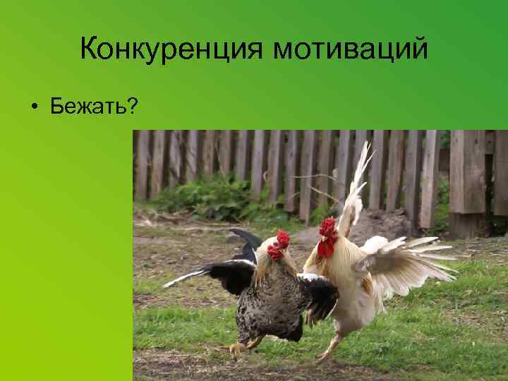 Конкуренция мотиваций • Бежать? 