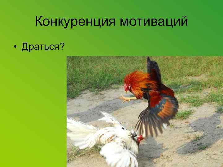 Конкуренция мотиваций • Драться? 