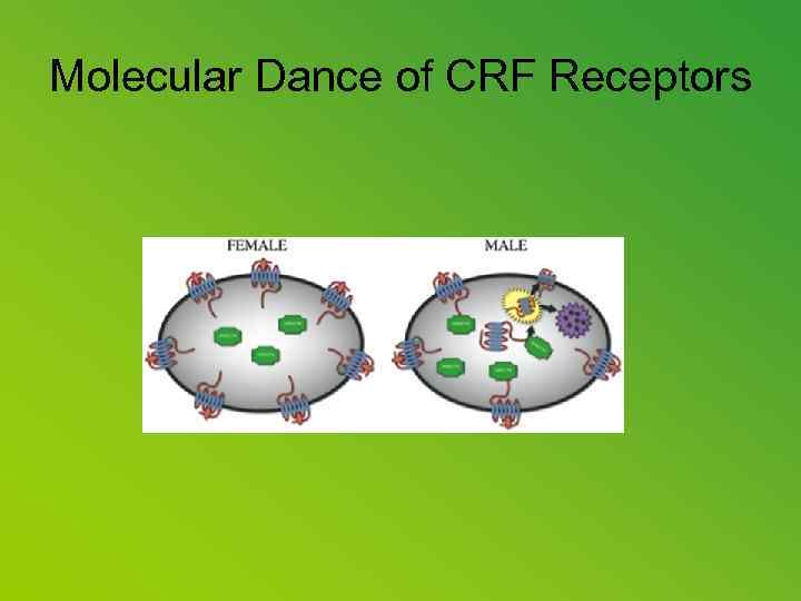 Molecular Dance of CRF Receptors 