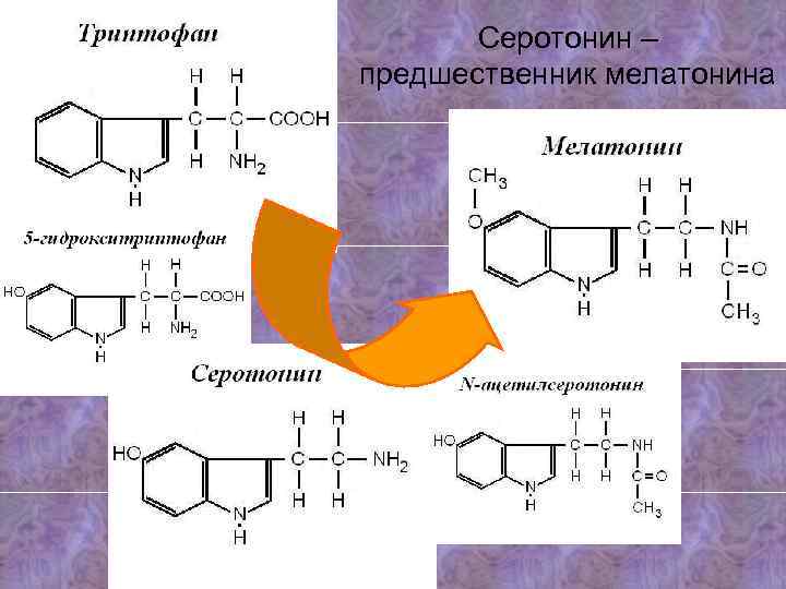 Серотонин – предшественник мелатонина 