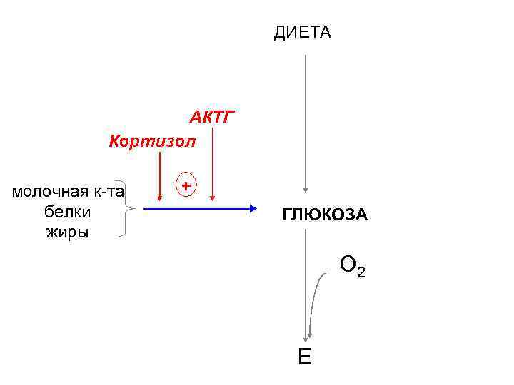 ДИЕТА АКТГ Кортизол молочная к-та белки жиры + ГЛЮКОЗА О 2 глюконеогенез Е 