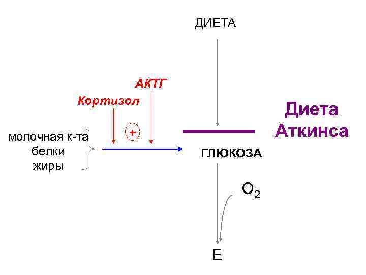 ДИЕТА АКТГ Кортизол молочная к-та белки жиры Диета Аткинса + ГЛЮКОЗА О 2 глюконеогенез