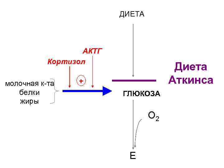 ДИЕТА АКТГ Кортизол молочная к-та белки жиры Диета Аткинса + ГЛЮКОЗА глюконеогенез Е О