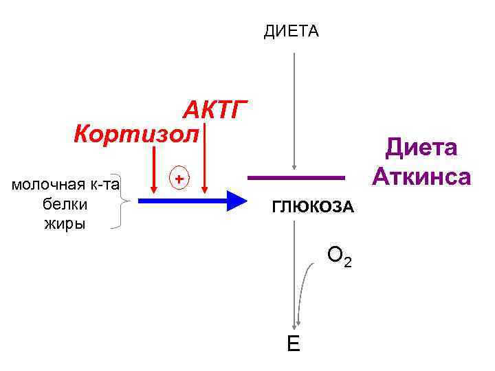 ДИЕТА АКТГ Кортизол молочная к-та белки жиры Диета Аткинса + ГЛЮКОЗА глюконеогенез Е О