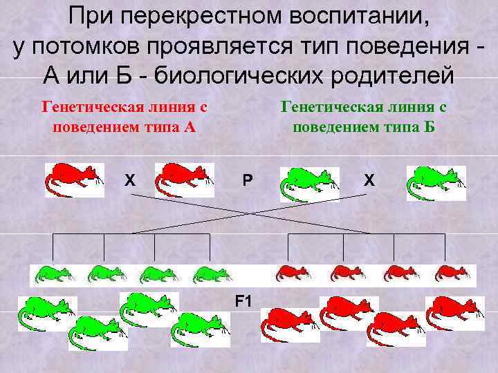 При перекрестном воспитании, у потомков проявляется тип поведения - А или Б - биологических