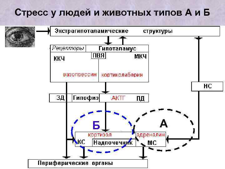 Стресс у людей и животных типов А и Б Б А 