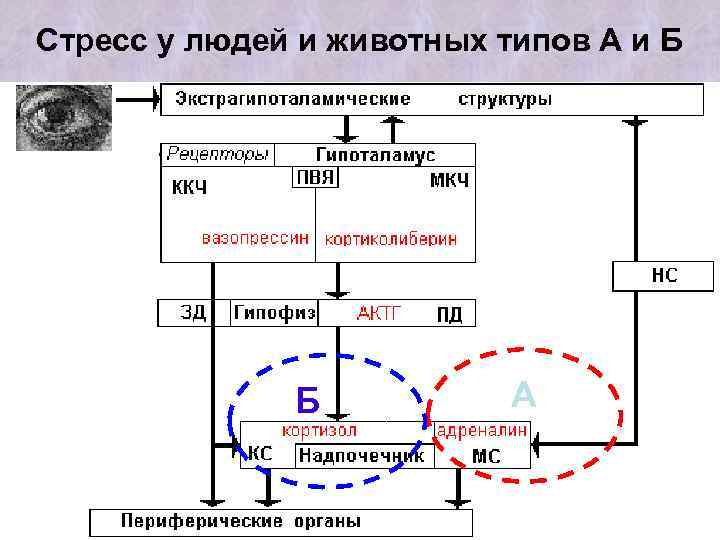 Стресс у людей и животных типов А и Б Б А 