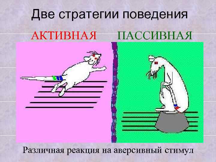 Две стратегии поведения АКТИВНАЯ ПАССИВНАЯ Различная реакция на аверсивный стимул 