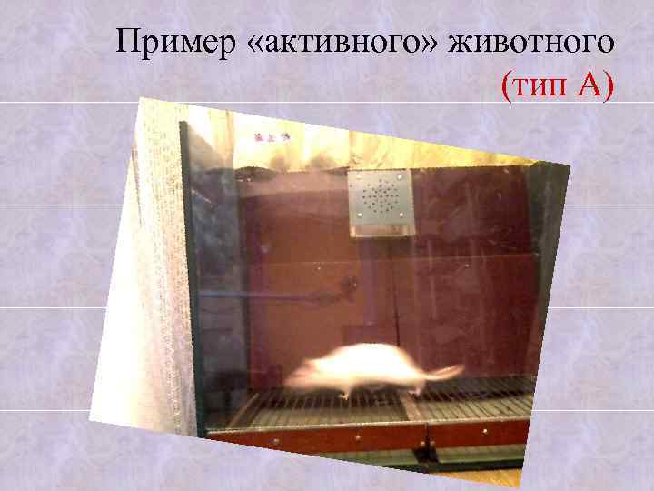 Пример «активного» животного (тип А) 