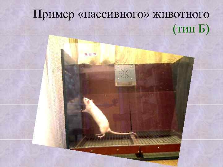 Пример «пассивного» животного (тип Б) 