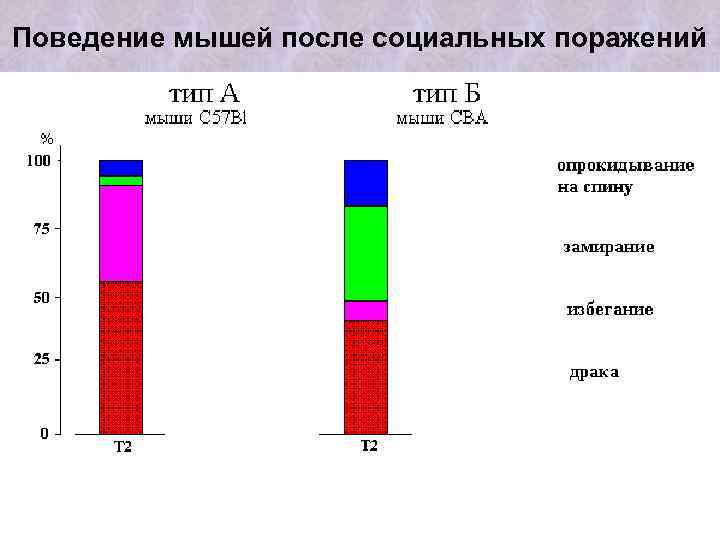 Поведение мышей после социальных поражений 