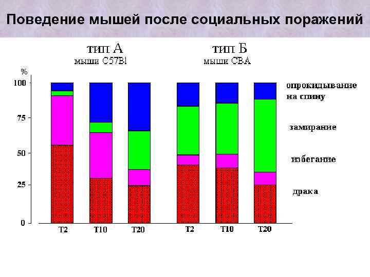 Поведение мышей после социальных поражений 