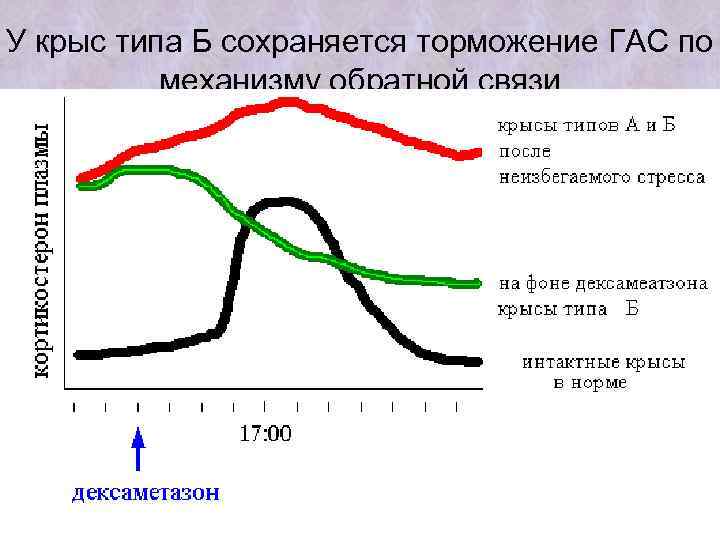У крыс типа Б сохраняется торможение ГАС по механизму обратной связи 