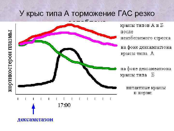 У крыс типа А торможение ГАС резко ослаблено 