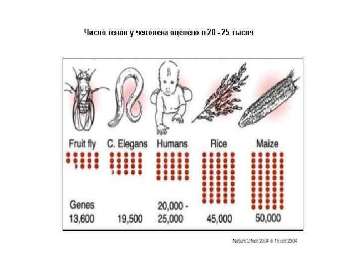 Какова гена. Количество генов у человека. Количество генов в клетке. Геном человека в цифре. Количество генов в геноме человека.