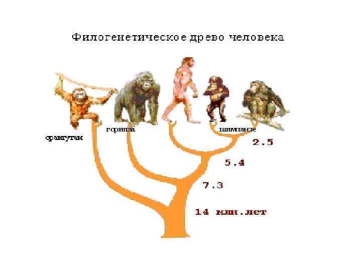 Схема эволюции приматов дробышевский