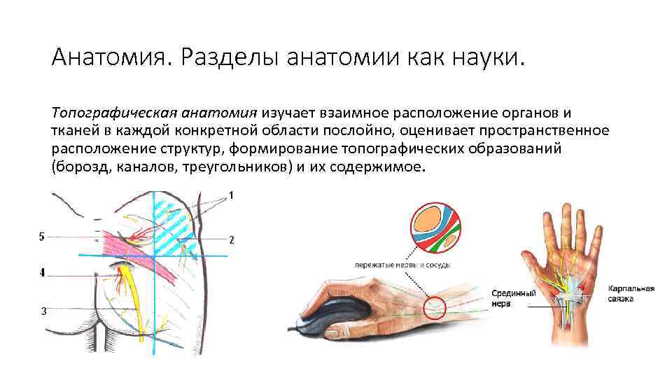 Анатомия. Разделы анатомии как науки. Топографическая анатомия изучает взаимное расположение органов и тканей в
