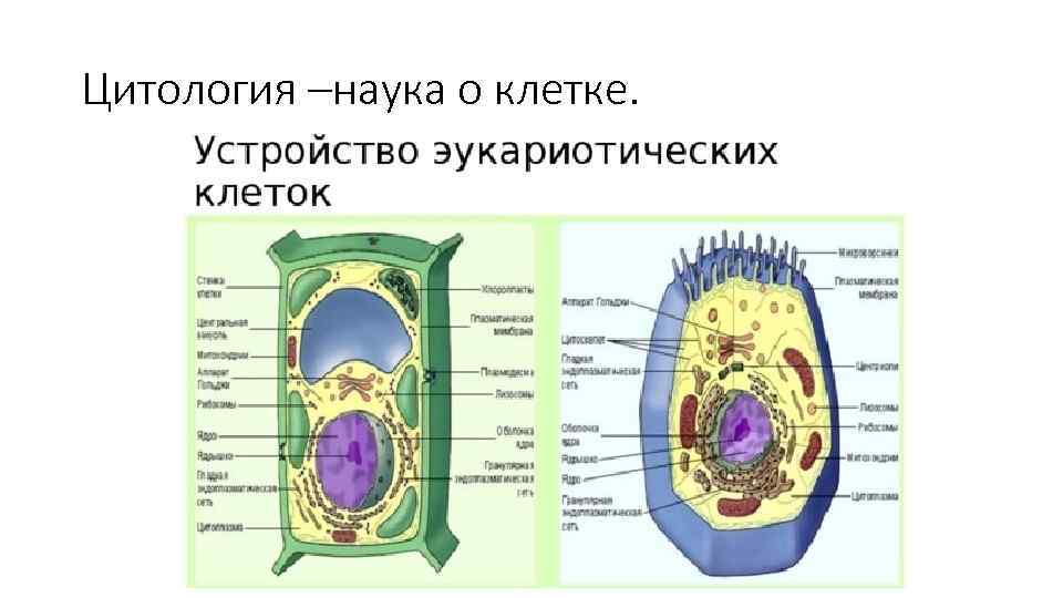 Цитология –наука о клетке. 