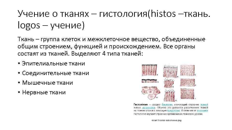 Учение о тканях – гистология(histos –ткань. logos – учение) Ткань – группа клеток и