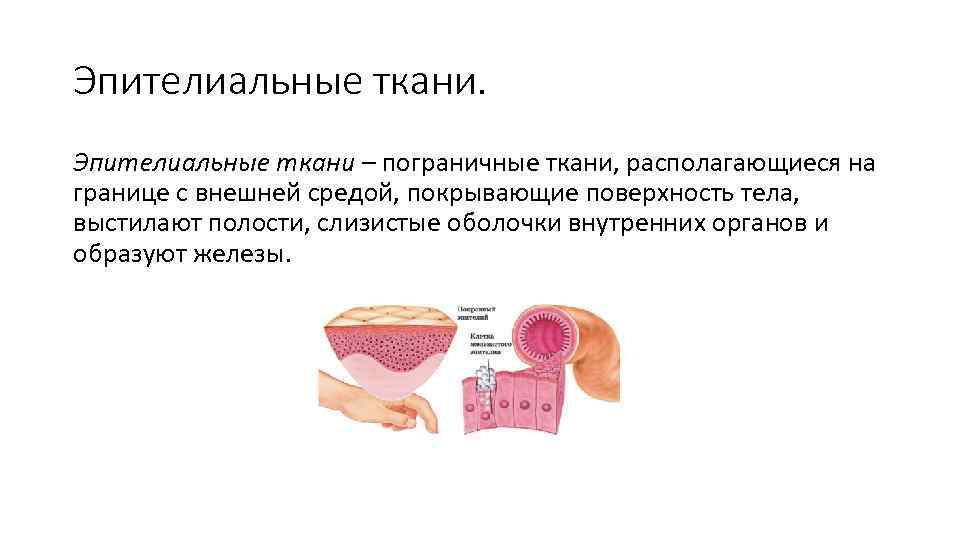 Эпителиальные ткани – пограничные ткани, располагающиеся на границе с внешней средой, покрывающие поверхность тела,