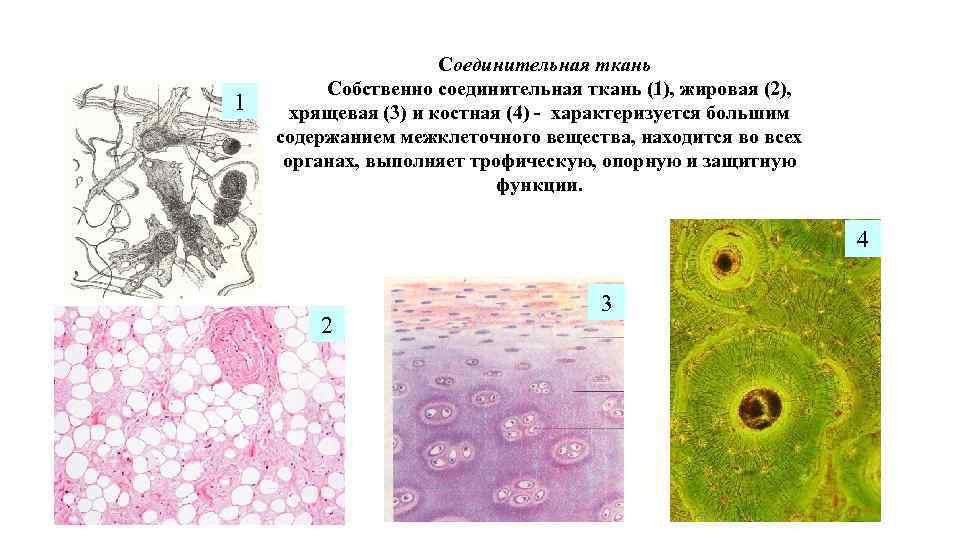 Костная соединительная ткань особенности