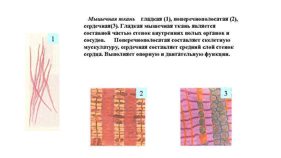 Какими буквами обозначены изображения гладкой мышечной ткани