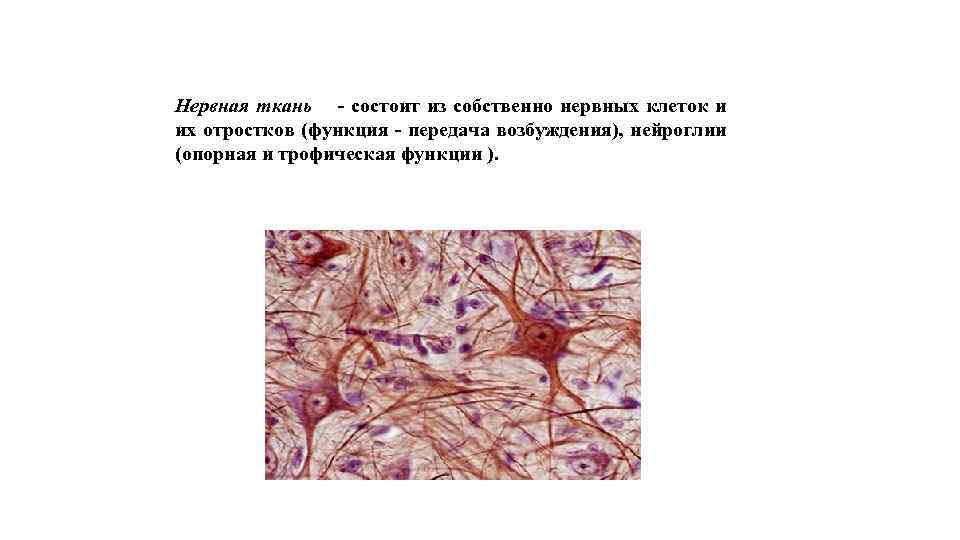 Нервная ткань - состоит из собственно нервных клеток и их отростков (функция - передача