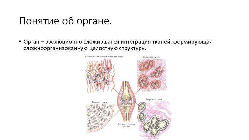 Мужской орган картинки