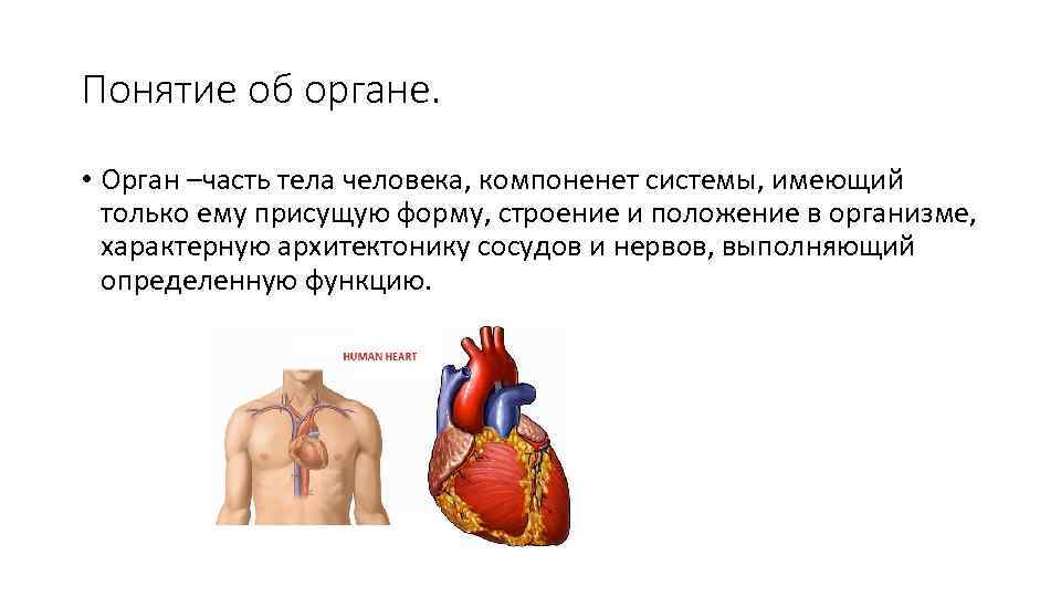 Понятие об органе. • Орган –часть тела человека, компоненет системы, имеющий только ему присущую