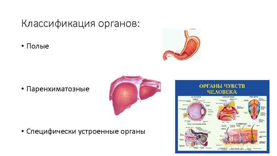 Классификация органов: • Полые • Паренхиматозные • Специфически устроенные органы 