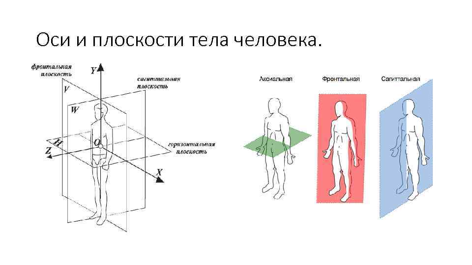 Боньер схема тела