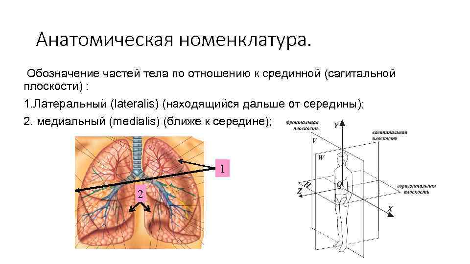 Обозначение частей. Анатомическая номенклатура человека. Анатомическая номенклатура. Парижская анатомическая номенклатура. Обозначьте части надпочечника.