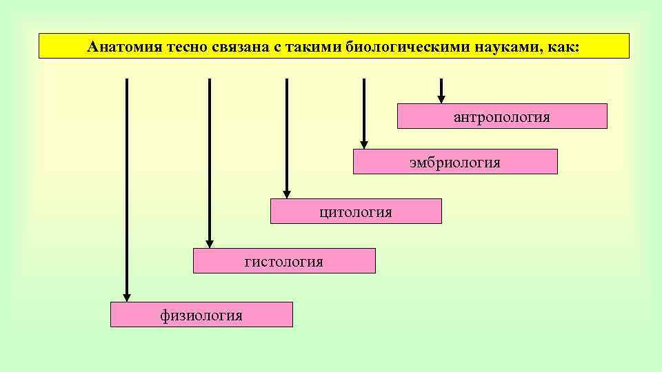 Дисциплина анатомия и физиология