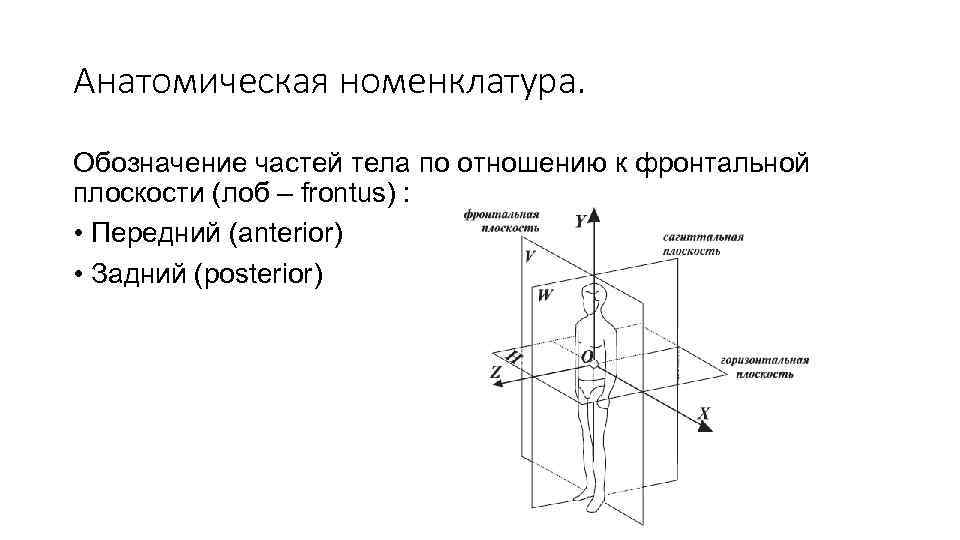 Анатомическая номенклатура. Обозначение частей тела по отношению к фронтальной плоскости (лоб – frontus) :