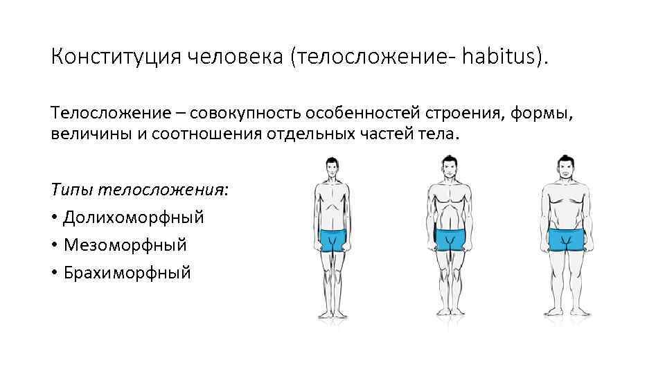 Конституция человека (телосложение- habitus). Телосложение – совокупность особенностей строения, формы, величины и соотношения отдельных