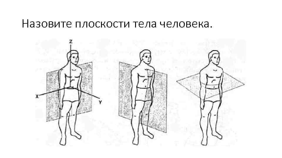 Назовите плоскости тела человека. 