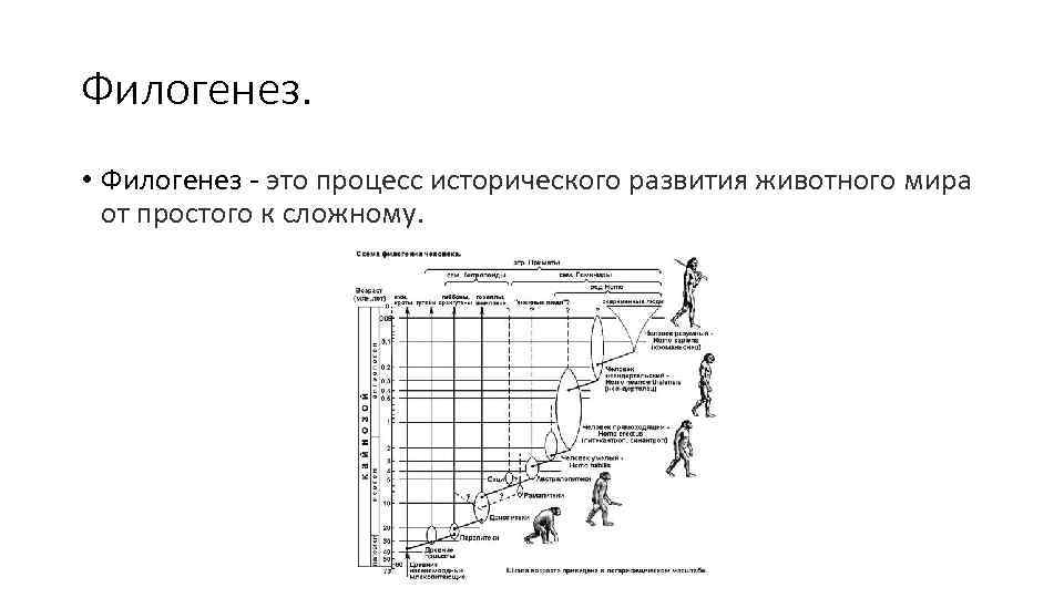 Филогенез. • Филогенез это процесс исторического развития животного мира от простого к сложному. 