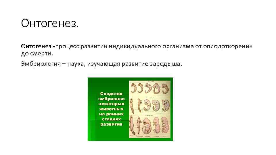 Онтогенез процесс развития индивидуального организма от оплодотворения до смерти. Эмбриология – наука, изучающая развитие