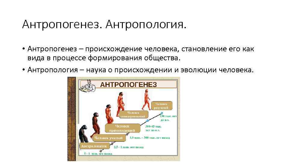 Антропогенез. Антропология. • Антропогенез – происхождение человека, становление его как вида в процессе формирования