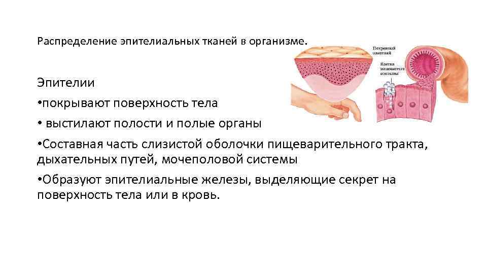 Распределение эпителиальных тканей в организме. Эпителии • покрывают поверхность тела • выстилают полости и