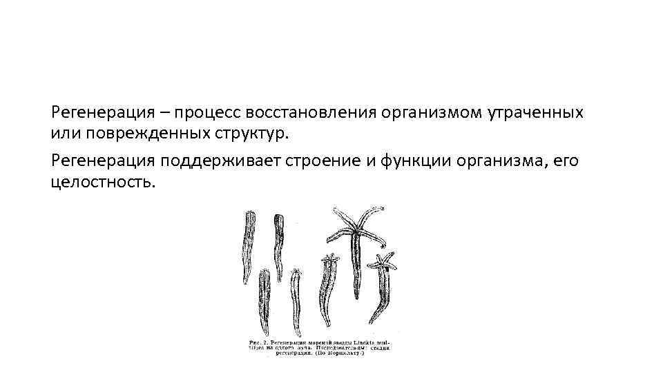 Регенерация – процесс восстановления организмом утраченных или поврежденных структур. Регенерация поддерживает строение и функции