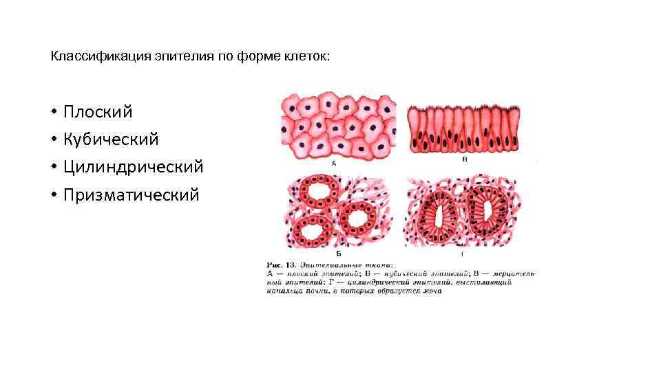 Классификация эпителия по форме клеток: • Плоский • Кубический • Цилиндрический • Призматический 