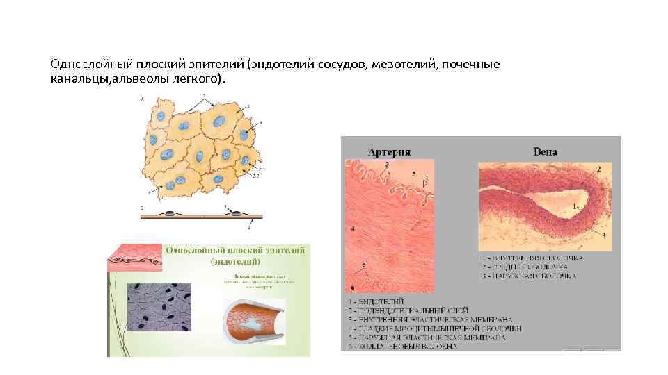 Однослойный плоский эпителий (эндотелий сосудов, мезотелий, почечные канальцы, альвеолы легкого). 