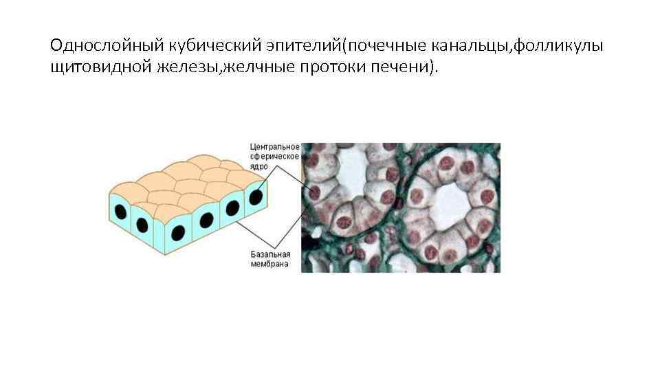 Однослойный кубический эпителий(почечные канальцы, фолликулы щитовидной железы, желчные протоки печени). 