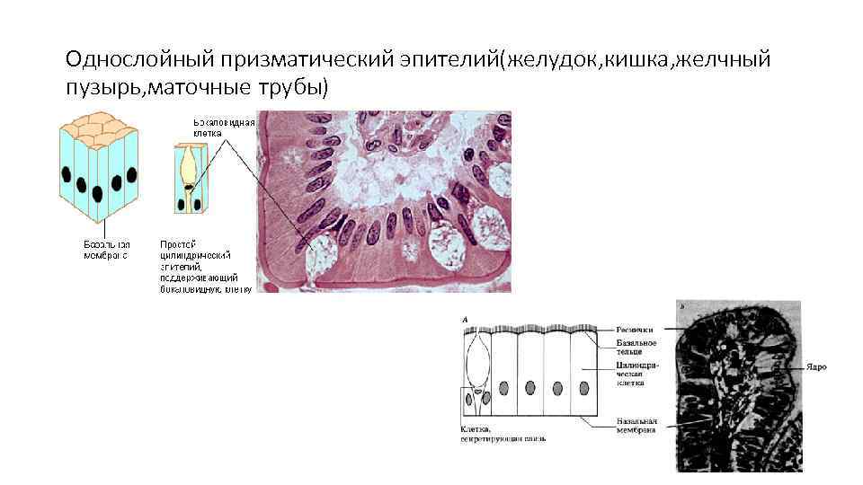 Однослойный призматический эпителий(желудок, кишка, желчный пузырь, маточные трубы) 