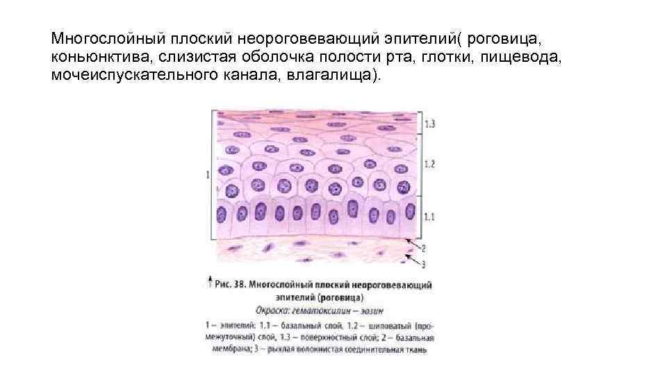 Многослойный плоский неороговевающий эпителий( роговица, коньюнктива, слизистая оболочка полости рта, глотки, пищевода, мочеиспускательного канала,