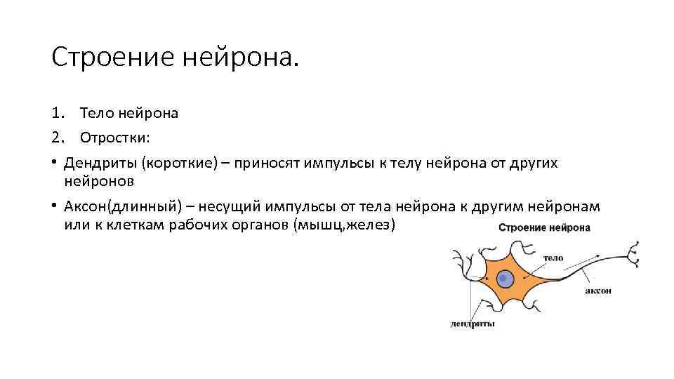 Строение нейрона. 1. Тело нейрона 2. Отростки: • Дендриты (короткие) – приносят импульсы к