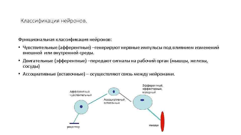 Классификация нейронов. Функциональная классификация нейронов: • Чувствительные (афферентные) –генерируют нервные импульсы под влиянием изменений